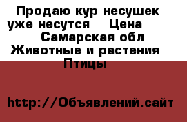 Продаю кур несушек, уже несутся! › Цена ­ 300 - Самарская обл. Животные и растения » Птицы   